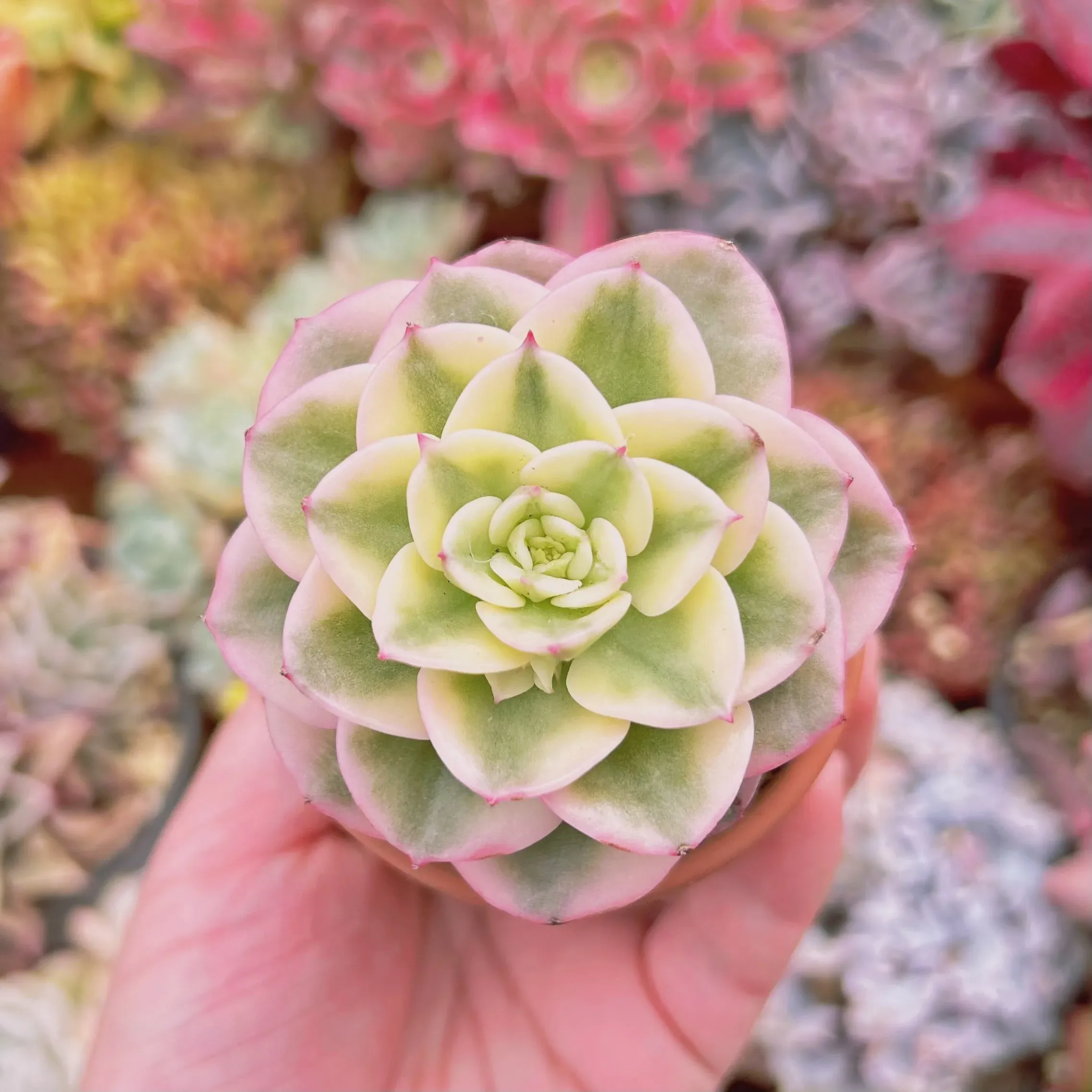 多肉植物 ヌダ 驚くほど簡単な育て方：失敗知らず！魅惑の紅葉を楽しむ絶対ルール